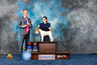 Wire Fox Terrier #12 Wed BOS OHBOB Judge Harris