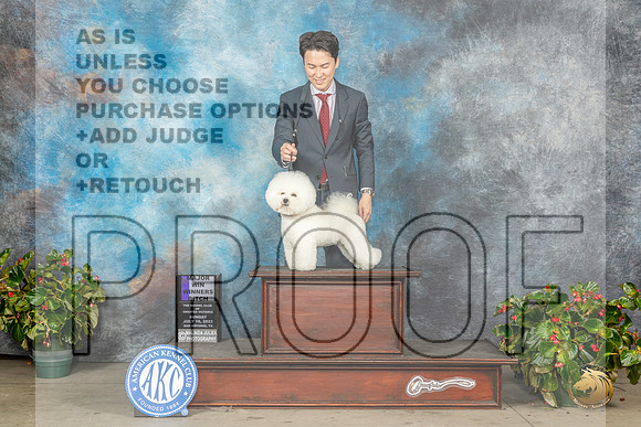 Bichon Frise #18 Sun WBM Judge Helene NietschMJP_0150_SA2023_HR3