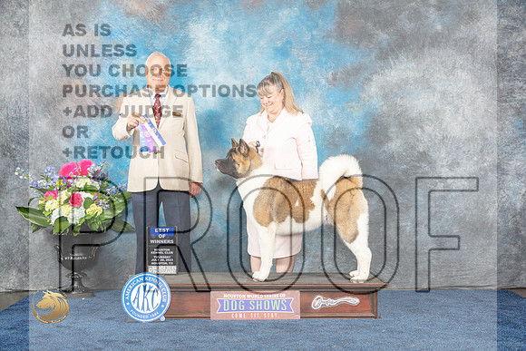 Akita #14 Thur BOW Judge Eric LiebesMJP_3240_HOUSTON_2023_HR3