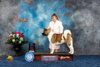 Akita #14 Thurs BOW WB Judge Eric Liebes
