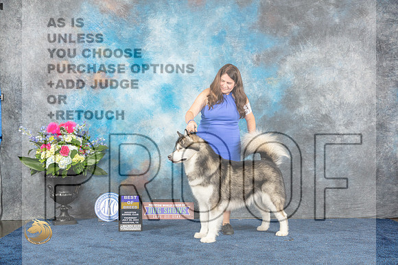 Alaskan Malamute #17 Thur BOB Judge Joe Deleo rMJP_3156_HOUSTON_2023_HR3