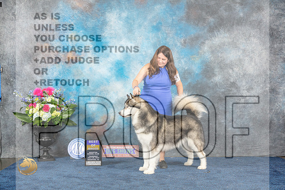 Alaskan Malamute #17 Thur BOB Judge Joe Deleo rMJP_3157_HOUSTON_2023_HR3