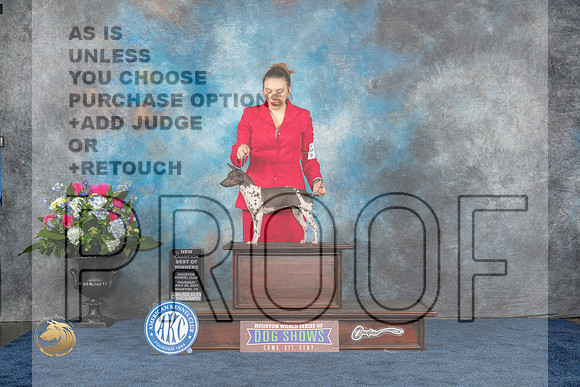 American Hairless Terrier #16 Thurs 1st WB BOW NC Judge Del RichardsMJP_3006_HOUSTON_2023_HR3