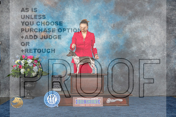 American Hairless Terrier #16 Thurs 1st WB BOW NC Judge Del RichardsMJP_3007_HOUSTON_2023_HR3