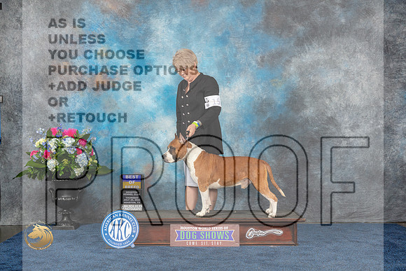 American Staffordshire Bull Terrier #15 Thurs BOB Judge Duff HarrisMJP_2988_HOUSTON_2023_HR3