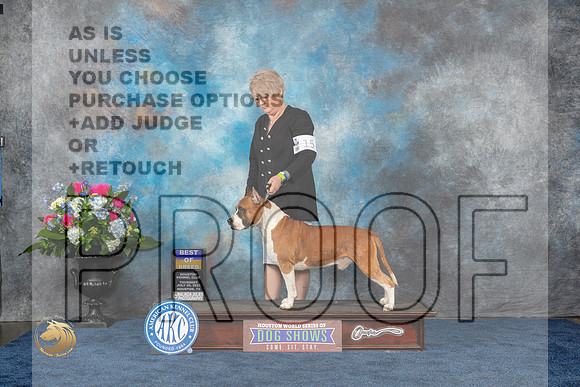 American Staffordshire Bull Terrier #15 Thurs BOB Judge Duff HarrisMJP_2989_HOUSTON_2023_HR3