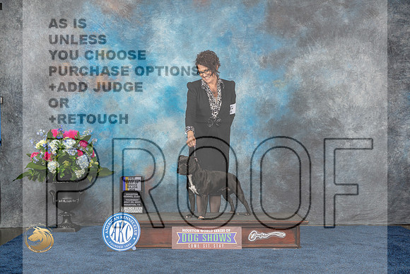 American Staffordshire Bull Terrier #6 Thurs BOW BOB NC Judge Duff HarrisMJP_2997_HOUSTON_2023_HR3