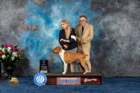 American Staffordshire Terrier #11 Thurs BOW MAJ Judge Harris
