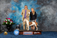 American Staffordshire Terrier #9 Thurs S MAJ Judge Harris