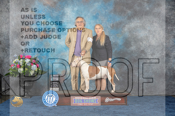 American Staffordshire Terrier #9 Thurs S MAJ Judge HarrisMJP_2185_HOUSTON_2023_HR3
