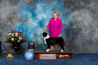 Australian Shepherd #16 Thurs WB BOW MAJ Judge Joan Liebes