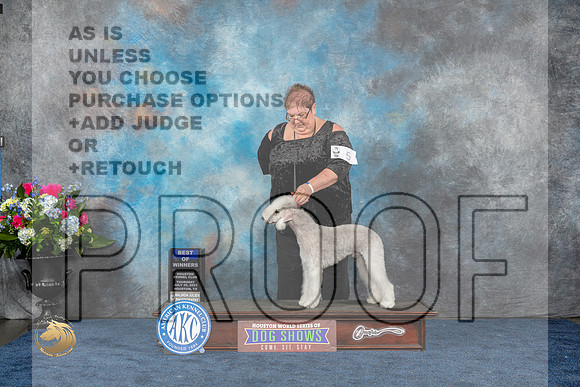 Bedlington Terrier #5 Thurs BOW Judge Del RichardsMJP_2806_HOUSTON_2023_HR3