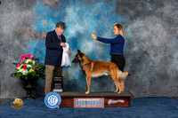 Belgian Malinois #9 Thurs G4 Judge Charles Olvis