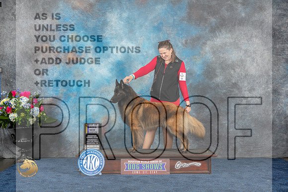 Belgian Tervuren #5 Thurs WB BOB NC Judge Joan LiebesMJP_2774_HOUSTON_2023_HR3