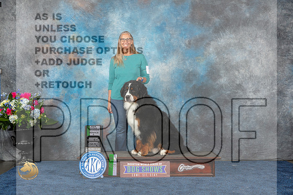 Bernese Mountain Dog #16 Thurs 4th Judge ?MJP_2797_HOUSTON_2023_HR3