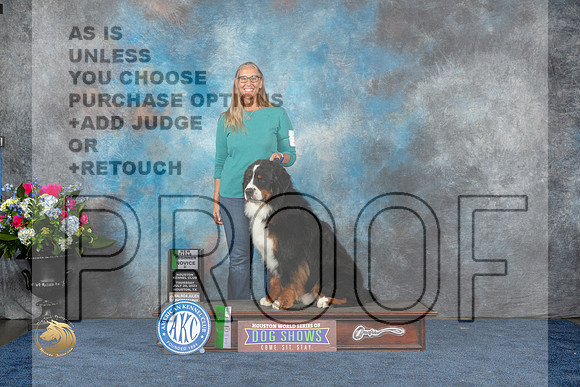 Bernese Mountain Dog #16 Thurs 4th Judge ?MJP_2798_HOUSTON_2023_HR3