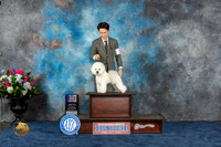 Bichon Frise #9 Thurs WD NC Judge Charles Olvis