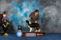 Border Collie #10 Thurs WB BOW BOS Judge Joan Liebes