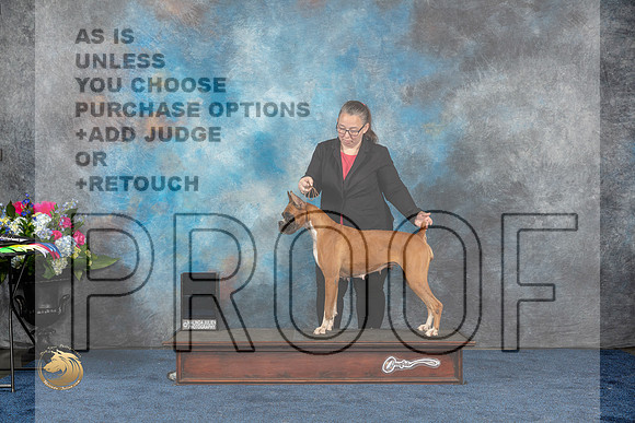 Boxer #? Thurs RubyGr Judge Michelle Blackowl ChavezMJP_1965_HOUSTON_2023_HR3