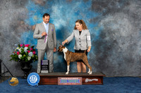 Boxer #52 Thurs RWB Judge Deleo