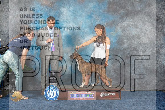 Boxer #56 Thurs WB BOW MAJ Judge Joe DeleoMJP_2831_HOUSTON_2023_HR3