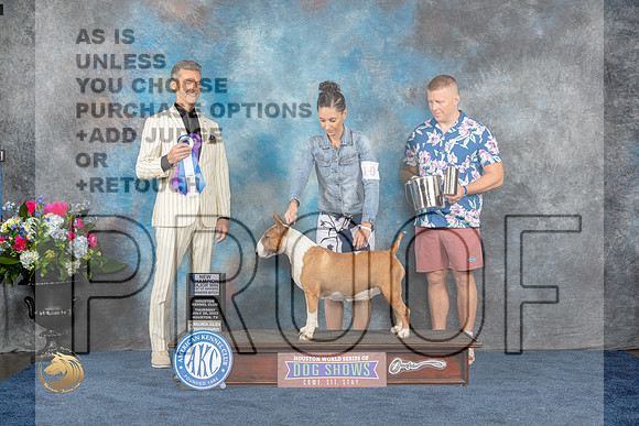 Bull Terrier #10 Thurs BOW WB NC MAJ Judge Duff HarrisMJP_2555_HOUSTON_2023_HR3