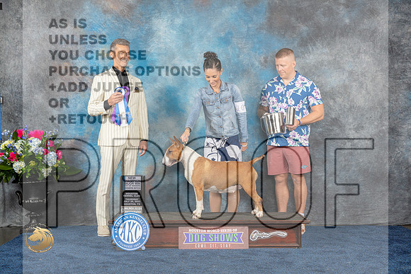 Bull Terrier #10 Thurs BOW WB NC MAJ Judge Duff HarrisMJP_2559_HOUSTON_2023_HR3