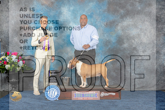 Bull Terrier Colored #9 Thurs BOC Judge Duff HarrisMJP_2563_HOUSTON_2023_HR3