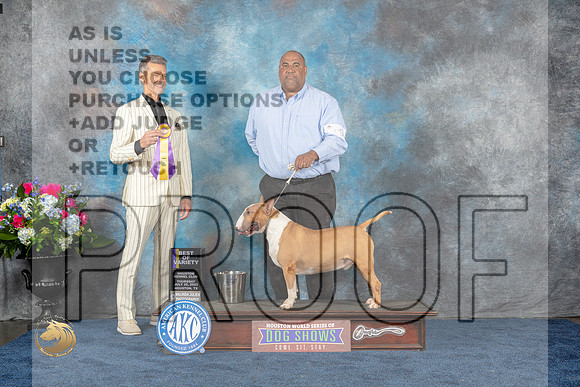 Bull Terrier Colored #9 Thurs BOC Judge Duff HarrisMJP_2566_HOUSTON_2023_HR3
