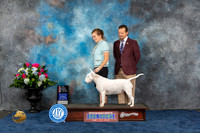 Bull Terrier White #18 Thurs NGC Judge Duff Harris