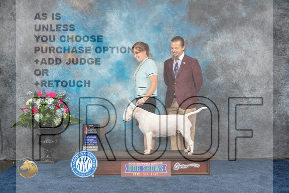 Bull Terrier White #18 Thurs NGC Judge Duff HarrisMJP_2361_HOUSTON_2023_HR3