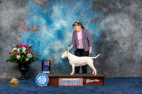 Bull Terrier White #20 Thurs WB Judge Duff Harris