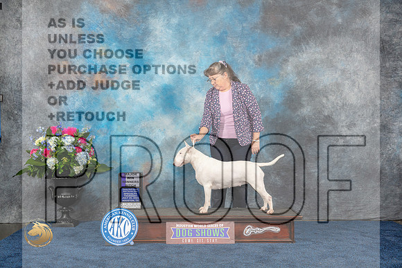 Bull Terrier White #20 Thurs WB Judge Duff HarrisMJP_2899_HOUSTON_2023_HR3