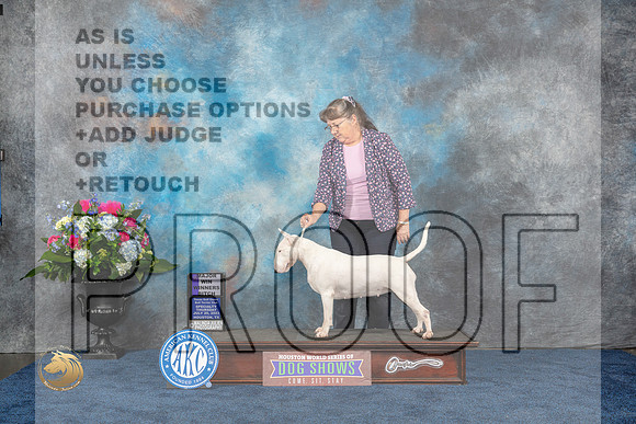 Bull Terrier White #20 Thurs WB Judge Duff HarrisMJP_2904_HOUSTON_2023_HR3