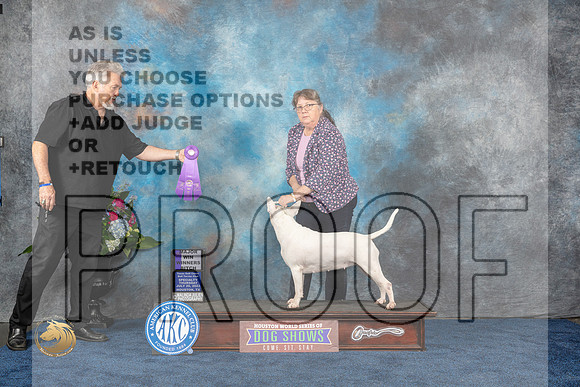 Bull Terrier White #20 Thurs WB Judge Duff HarrisMJP_2905_HOUSTON_2023_HR3