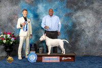 Bull Terrier White #9 Thurs BOW MAJ Judge Duff Harris