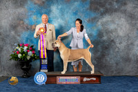 Cane Corse #16 Thurs BISS Judge Eric Liebes