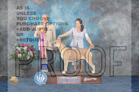 Cane Corse #16 Thurs BISS Judge Eric LiebesMJP_2253_HOUSTON_2023_HR3