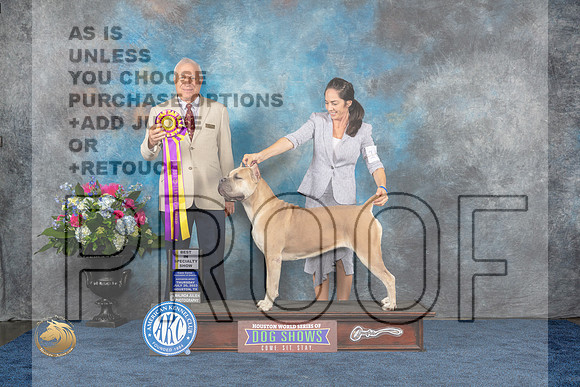 Cane Corse #16 Thurs BISS Judge Eric LiebesMJP_2257_HOUSTON_2023_HR3