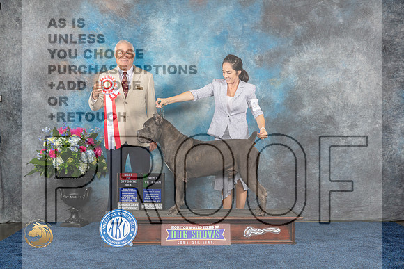 Cane Corso #19 Thurs BOS BV Judge Eric LiebesMJP_2274_HOUSTON_2023_HR3