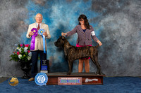 Cane Corso #21 Thurs WD BOW MAJ Judge Eric Liebes