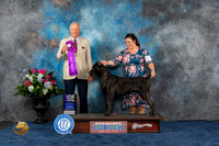 Cane Corso #46 Thurs WB Judge Eric Liebes