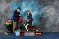 Cardigan Welsh Corgi #11 Thurs G2 Judge Charles Olvis