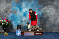 Cardigan Welsh Corgi #7 Thurs WB BOW MAJ NC Judge Ray Filburn Jr