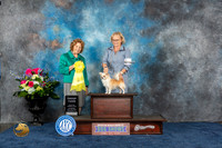 Chihuahua Long Coated #9 Thurs G3 Judge Donnelle Richards