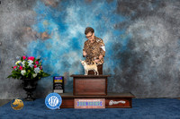 Chihuahua Smooth Coated #12 Thurs BOB Judge Elizabeth Muthard