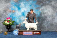 Clumber Spaniel #8 Thur BOBBOW Judge Cheryl Patterson