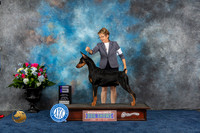 Doberman Pinscher #15 Thurs WD Judge Eric Liebes