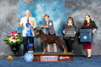 Doberman Pinscher #20 Thur G1 Judge Eric Liebes