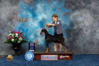 Doberman Pinscher #28 RWB Judge Eric Liebes